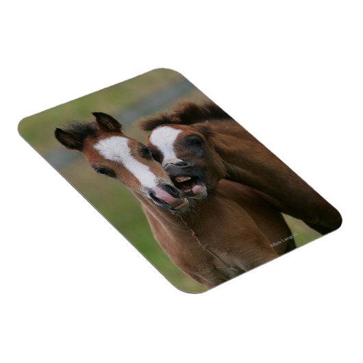 Fohlen Magnet (Rechte Seite)