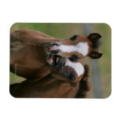 Fohlen Magnet (Horizontal)