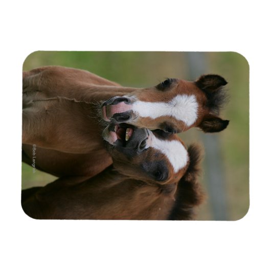 Fohlen Magnet (Horizontal)