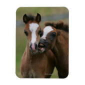 Fohlen Magnet (Vertikal)