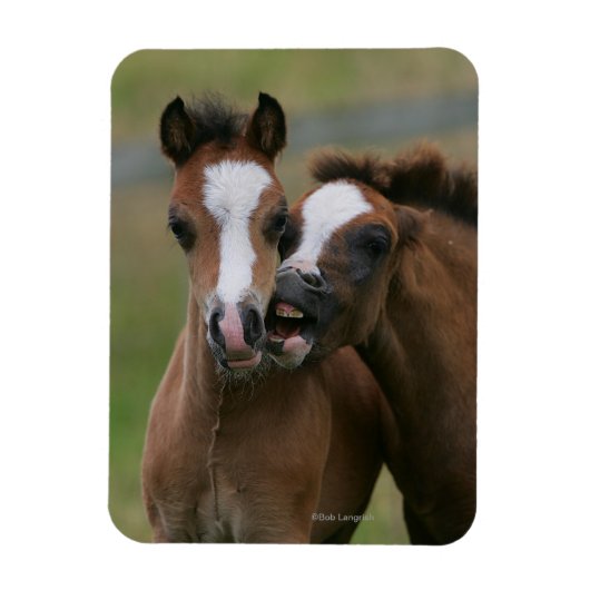 Fohlen Magnet (Vertikal)