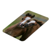 Fohlen Magnet (Linke Seite)