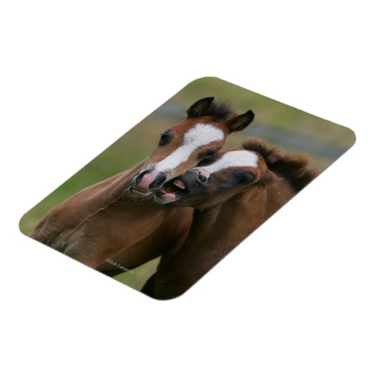 Fohlen Magnet (Linke Seite)