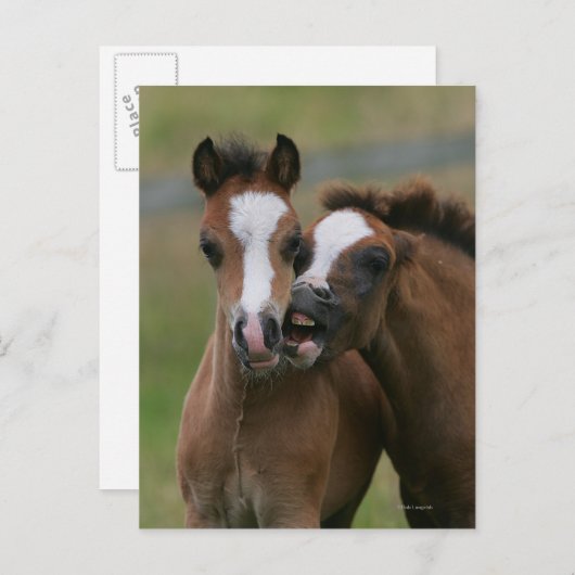 Fohlen Postkarte (Vorne/Hinten)