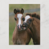 Fohlen Postkarte (Vorderseite)