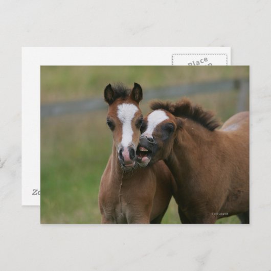 Fohlen Postkarte (Vorne/Hinten)