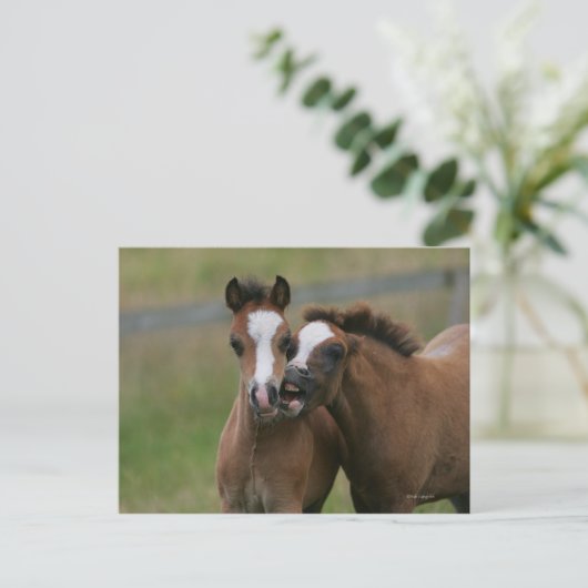 Fohlen Postkarte (Stehend Vorderseite)