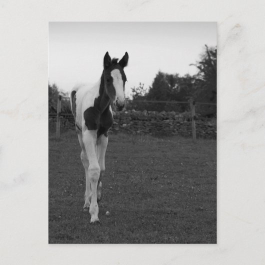 Fohlen Postkarte (Vorderseite)