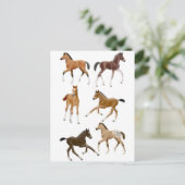 Fohlen Postkarte (Stehend Vorderseite)