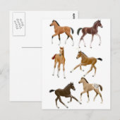 Fohlen Postkarte (Vorne/Hinten)