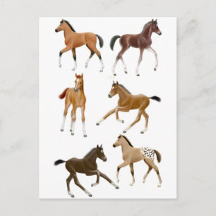 Fohlen Postkarte
