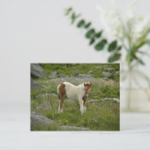 Fohlen Postkarte (Stehend Vorderseite)