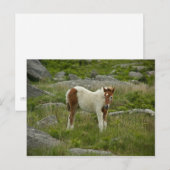 Fohlen Postkarte (Vorne/Hinten)