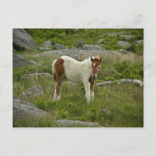 Fohlen Postkarte