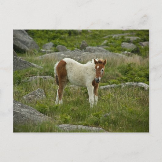 Fohlen Postkarte (Vorderseite)