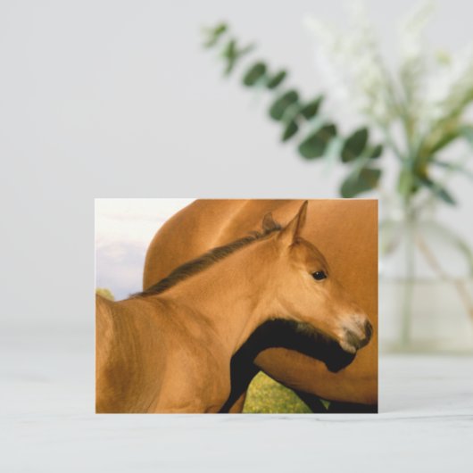 Fohlen Postkarte (Stehend Vorderseite)