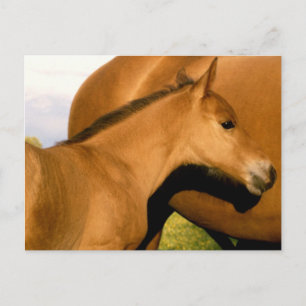 Fohlen Postkarte