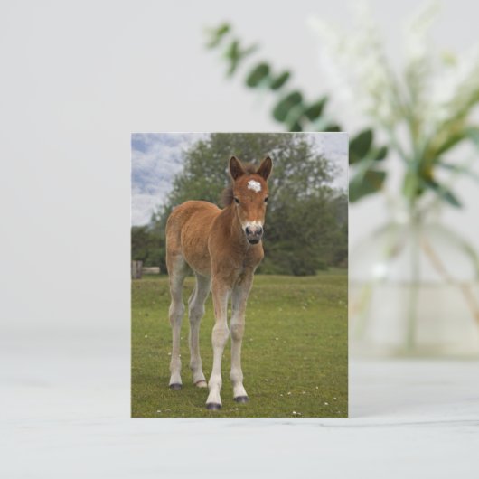 Fohlen Postkarte (Stehend Vorderseite)