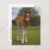 Fohlen Postkarte (Vorne/Hinten)
