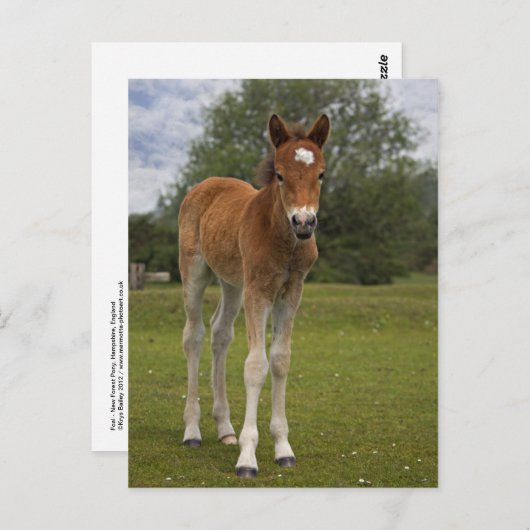 Fohlen Postkarte (Vorne/Hinten)