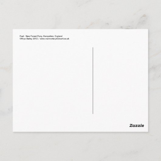 Fohlen Postkarte (Rückseite)
