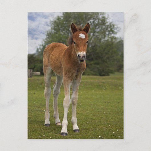 Fohlen Postkarte (Vorderseite)
