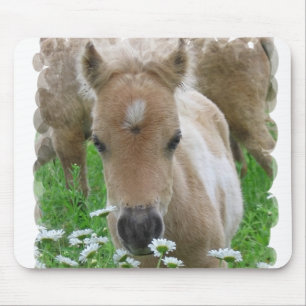 Fohlen-riechende Gänseblümchen-Mausunterlage Mousepad