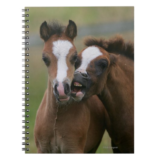 Fohlen-Spielen Notizblock (Vorderseite)