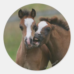 Fohlen-Spielen Runder Aufkleber