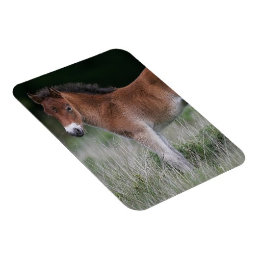 Fohlen Stehend Magnet (Rechte Seite)