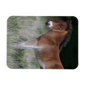 Fohlen Stehend Magnet (Horizontal)