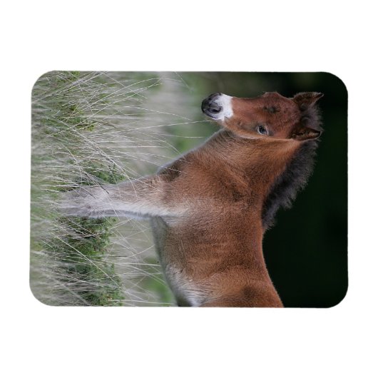 Fohlen Stehend Magnet (Horizontal)