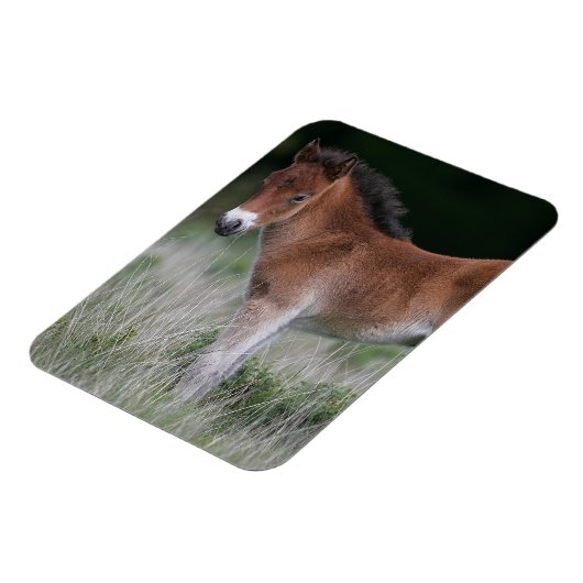 Fohlen Stehend Magnet (Linke Seite)