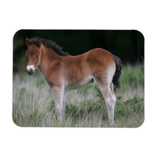 Fohlen Stehend Magnet
