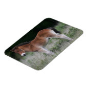 Fohlen Stehend Magnet (Linke Seite)