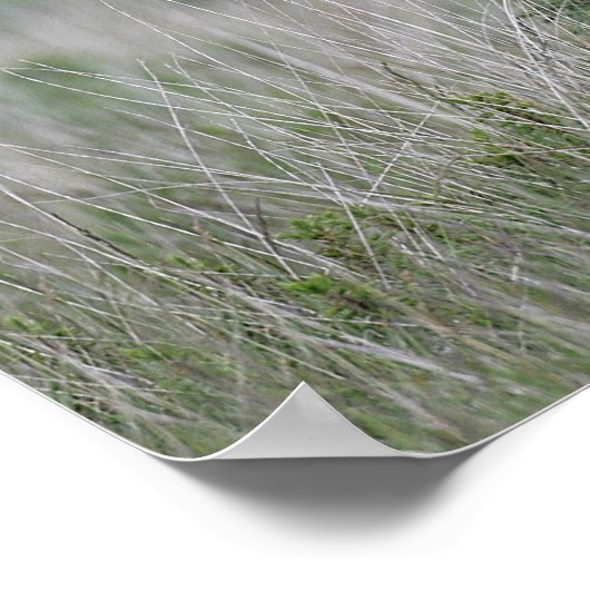 Fohlen Stehend Poster (Ecke)