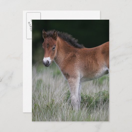 Fohlen Stehend Postkarte (Vorne/Hinten)