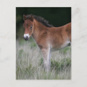 Fohlen Stehend Postkarte (Vorderseite)