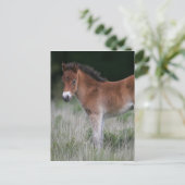 Fohlen Stehend Postkarte (Stehend Vorderseite)