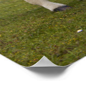 Fohlendruck Poster (Ecke)