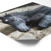 Fohlenentwurf Poster (Ecke)