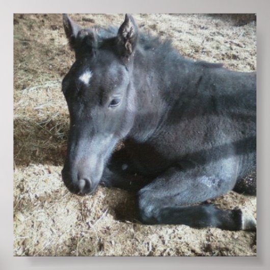 Fohlenentwurf Poster (Vorne)