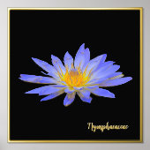 Foil Accessoire Water Lily Design Print Poster Art (Vorderseite)