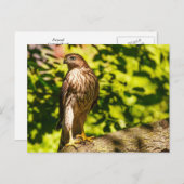 Fokussiert Postkarte (Vorne/Hinten)