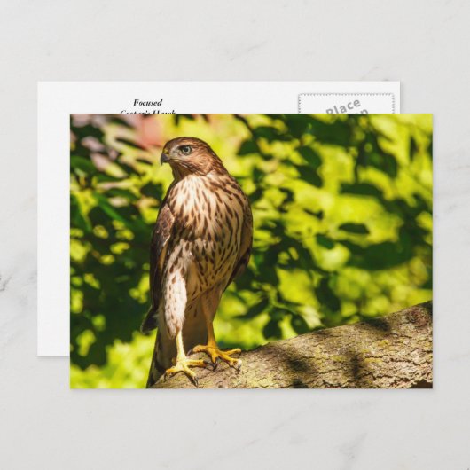 Fokussiert Postkarte (Vorne/Hinten)