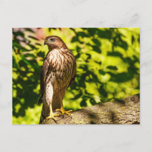 Fokussiert Postkarte