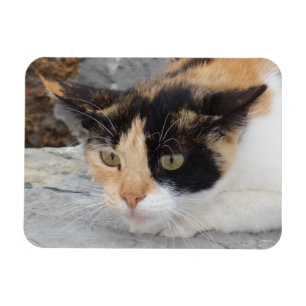 Fokussiertes Cat 3"x4"-Magnet Magnet