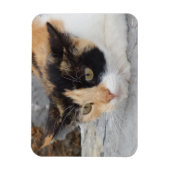 Fokussiertes Cat 3"x4"-Magnet Magnet (Vertikal)