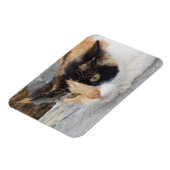 Fokussiertes Cat 3"x4"-Magnet Magnet (Linke Seite)