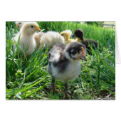 Folgen Sie dem Führer (Vorderseite (Horizontal))